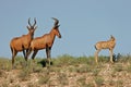 Red hartebeest Royalty Free Stock Photo