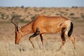 Red hartebeest Royalty Free Stock Photo