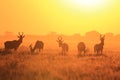 Red Hartebeest - African Wildlife Background - Sunset Shine of Freedom Royalty Free Stock Photo