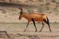The red hartebeest Alcelaphus buselaphus caama or A. caama is walking in the dried riverbed in the desert Royalty Free Stock Photo