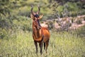 Red Hartebeest, Alcelaphus buselaphus caama, Kalahari South Africa Royalty Free Stock Photo