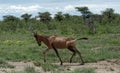 Red hartebeest (Alcelaphus buselaphus caama), Namibia Royalty Free Stock Photo