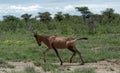 Red hartebeest (Alcelaphus buselaphus caama), Namibia