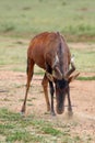 The red hartebeest Alcelaphus buselaphus caama or A. caama in savannah burrowing front hoof Royalty Free Stock Photo