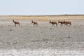 Red hartebeest Alcelaphus caama in the salt pan of the Etosha Nationalpark Royalty Free Stock Photo