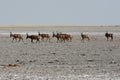 Red hartebeest Alcelaphus caama in the salt pan of the Etosha Nationalpark