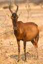 Red Hartebeest antelope Royalty Free Stock Photo