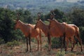 Red hartebeest antelope