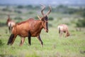 Red Hartebeest antelope Royalty Free Stock Photo