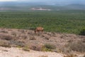 Red hartebeest antelope grazing in the wild with African landscape on the background Royalty Free Stock Photo