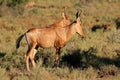 Red hartebeest antelope - South Africa