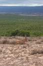 Red hartebeest antelope in the wild. Safari game drive in Africa Royalty Free Stock Photo