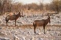 Red Hartebeest antelopes
