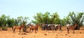 Large herd of Red Hartebeest and Eland standing on the bright African savannah Royalty Free Stock Photo