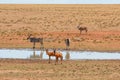 Red Hartebeest and Eland Royalty Free Stock Photo