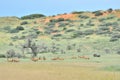 Red hartebeest herd Royalty Free Stock Photo