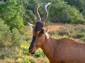 Southern african animals