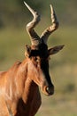 Red hartebeest portrait