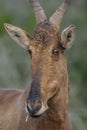 Red Hartebeest portret, Addo Elephant National Park Royalty Free Stock Photo