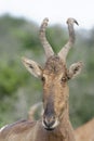 Red Hartebeest portret, Addo Elephant National Park Royalty Free Stock Photo