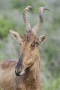 Red Hartebeest portret, Addo Elephant National Park Royalty Free Stock Photo