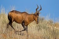 Red Hartebeest running down a sand dune Royalty Free Stock Photo