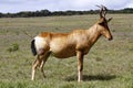 Red hartebeest running in dust - Alcelaphus caama Royalty Free Stock Photo