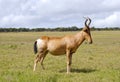 Red hartebeest running in dust - Alcelaphus caama Royalty Free Stock Photo