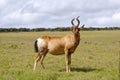 Red hartebeest running in dust - Alcelaphus caama Royalty Free Stock Photo