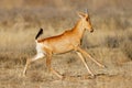 Red hartebeest running in grassland, Mountain Zebra National Park, South Africa Royalty Free Stock Photo