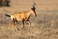 Red hartebeest running in grassland Royalty Free Stock Photo