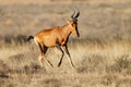 Red hartebeest running in grassland Royalty Free Stock Photo