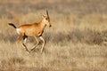 Red hartebeest running in grassland Royalty Free Stock Photo