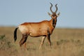 Red hartebeest, South Africa Royalty Free Stock Photo