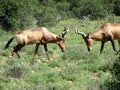 Red Hartebeest sparing