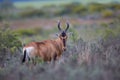 Red Hartebeest standing in African bush Royalty Free Stock Photo