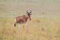 Red hartebeest walks across the brown grass of the Masai Mara