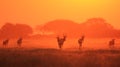 Red Hartebeest - Wildlife Background - Smothered in Sunset Red Gold