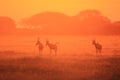 Red Hartebeest - Wildlife Background - Smothered in Sunset Red Royalty Free Stock Photo