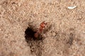 Red Harvester Ant Royalty Free Stock Photo