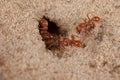 Red harvester ant (Pogonomyrmex barbatus) Royalty Free Stock Photo