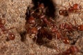 Red harvester ant (Pogonomyrmex barbatus)