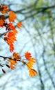 Red has just expanded leaves of maple, an unusual young spring foliage