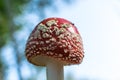 Red hat of amanita with white inclusions under the sunlight Royalty Free Stock Photo