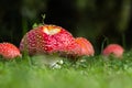 Red hats Royalty Free Stock Photo