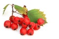 Red haw berries Royalty Free Stock Photo