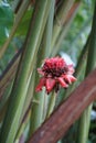 Red Hawaiian Flower with jungle background Royalty Free Stock Photo