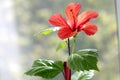 Red Hawaiian hibiscus flower or Chinese rose on blurred background, closeup Royalty Free Stock Photo