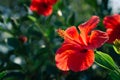 Red Hawaiian hibiscus flowers and green background Royalty Free Stock Photo