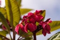 Red Hawaiian plumeria hybrid